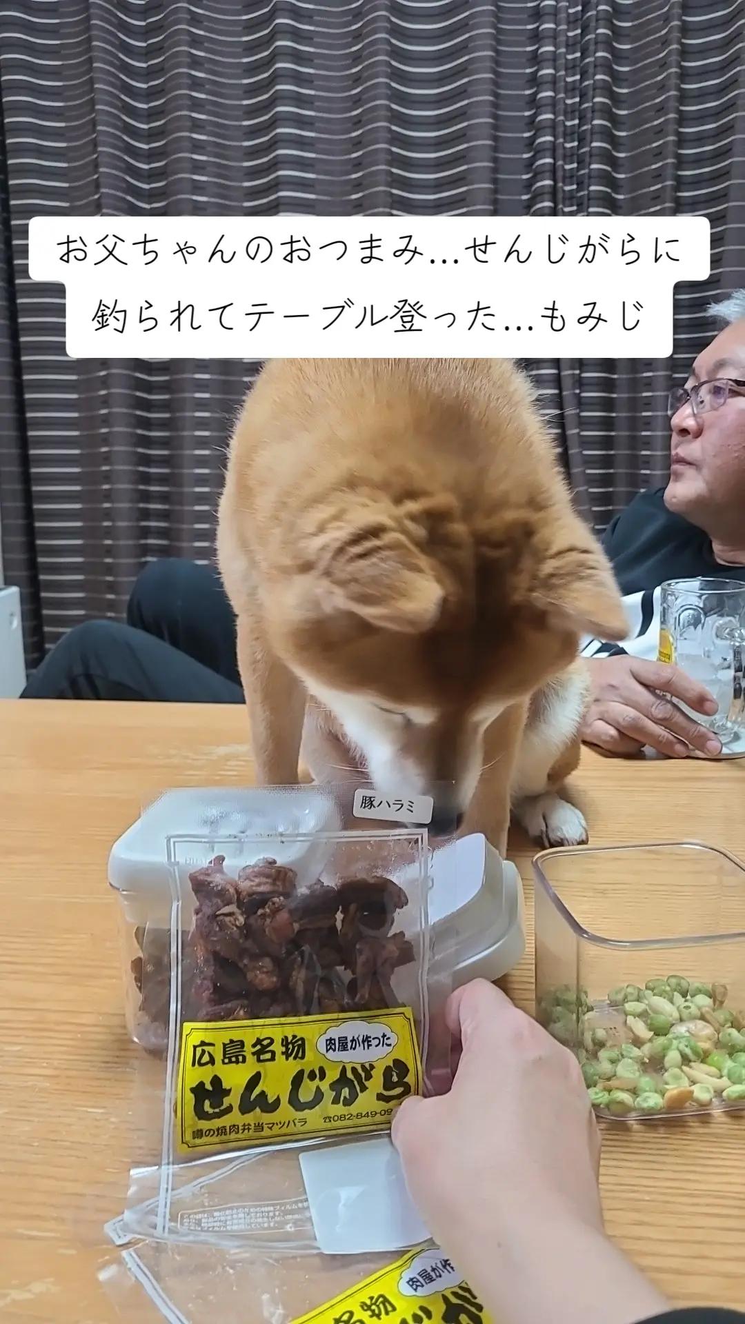 @わんわんニャンニャン🐱🐶