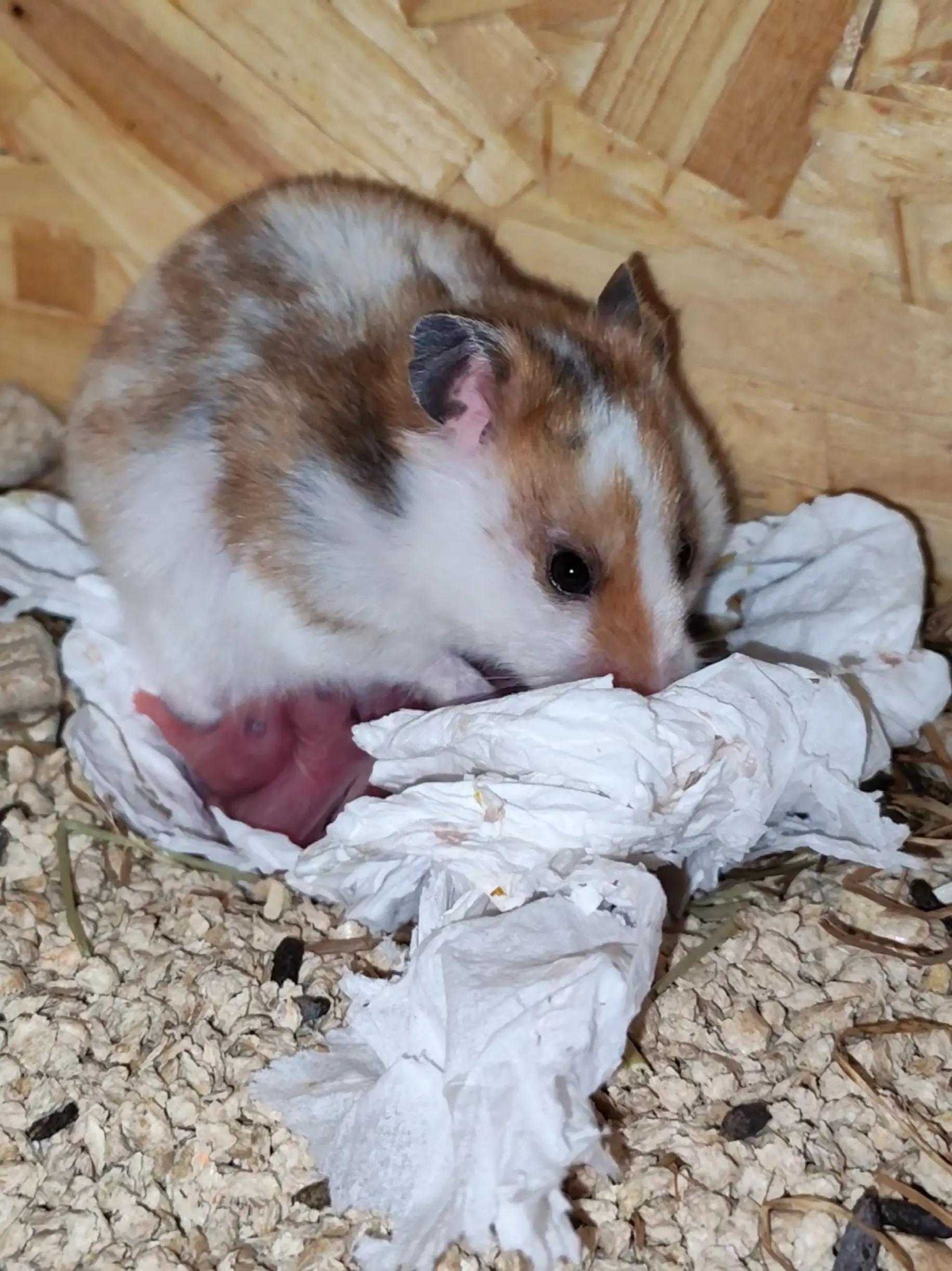 @Animal Passion