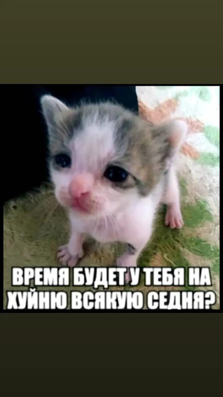 @pilpelbul