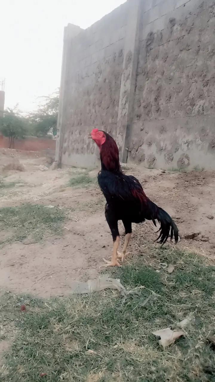 @jatt badmash