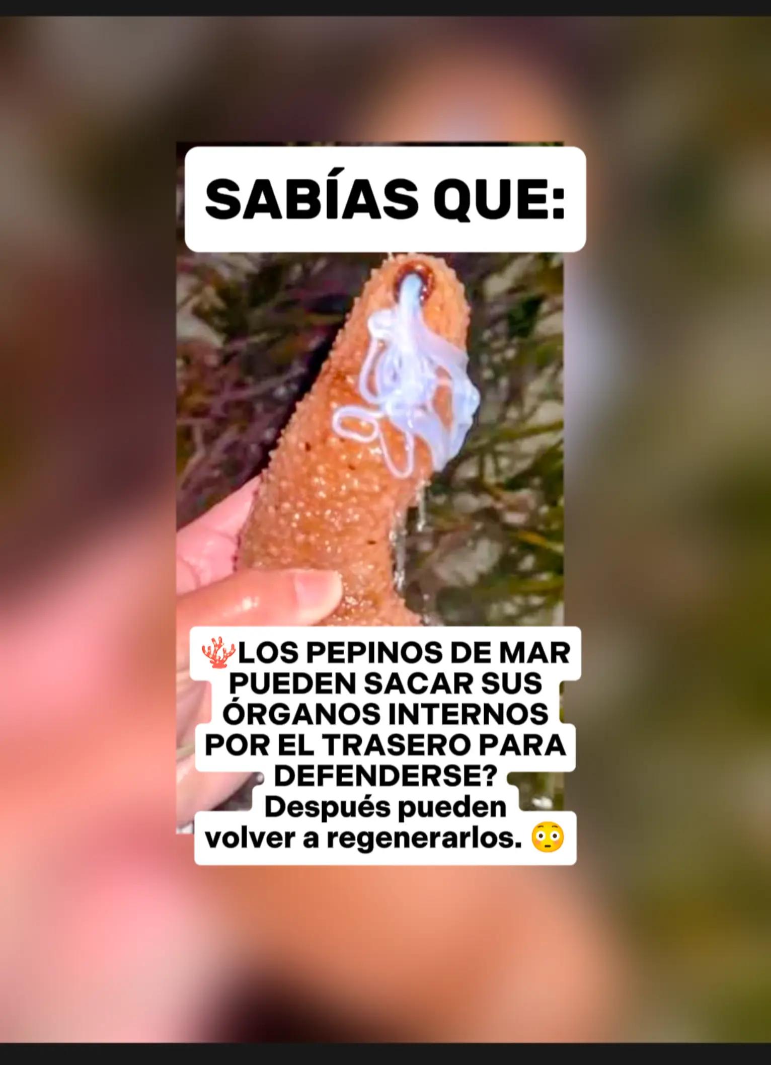 @CLUB DE ANIMALES