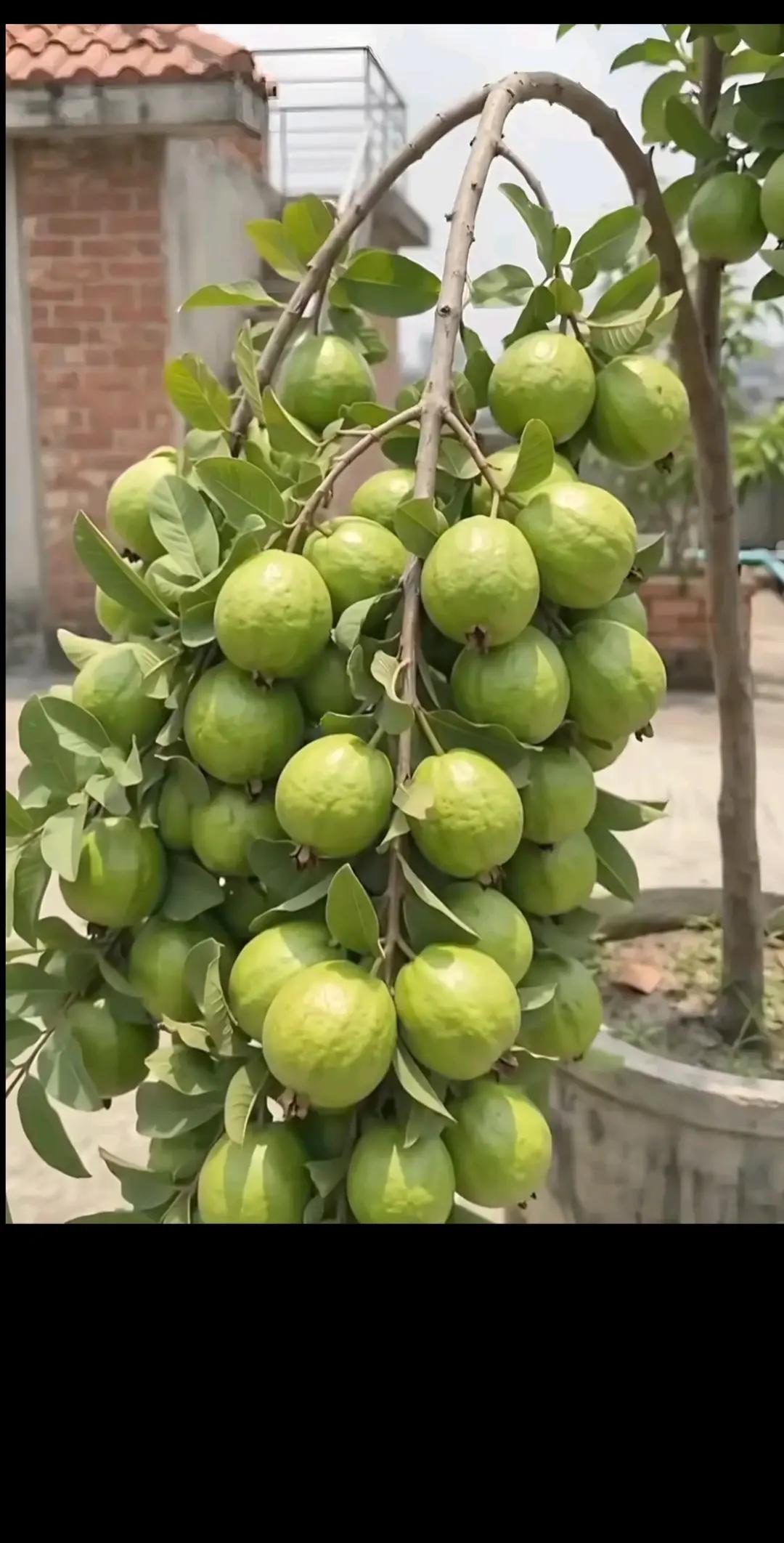 @@Devnarayan🖤