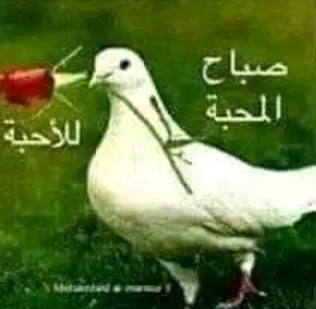 @فرطوش الفساوي الايمو النحاسي