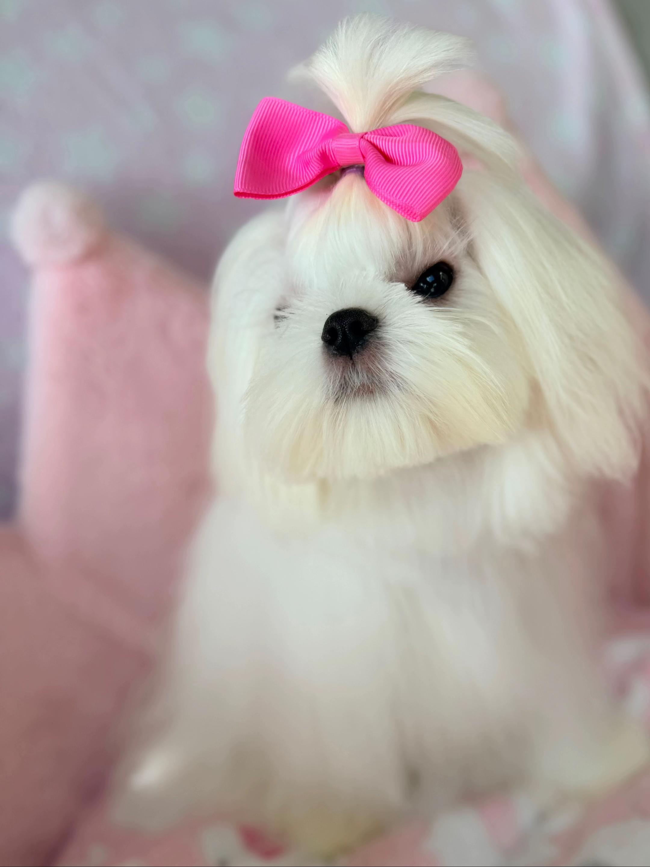 @Bambelina Maltese