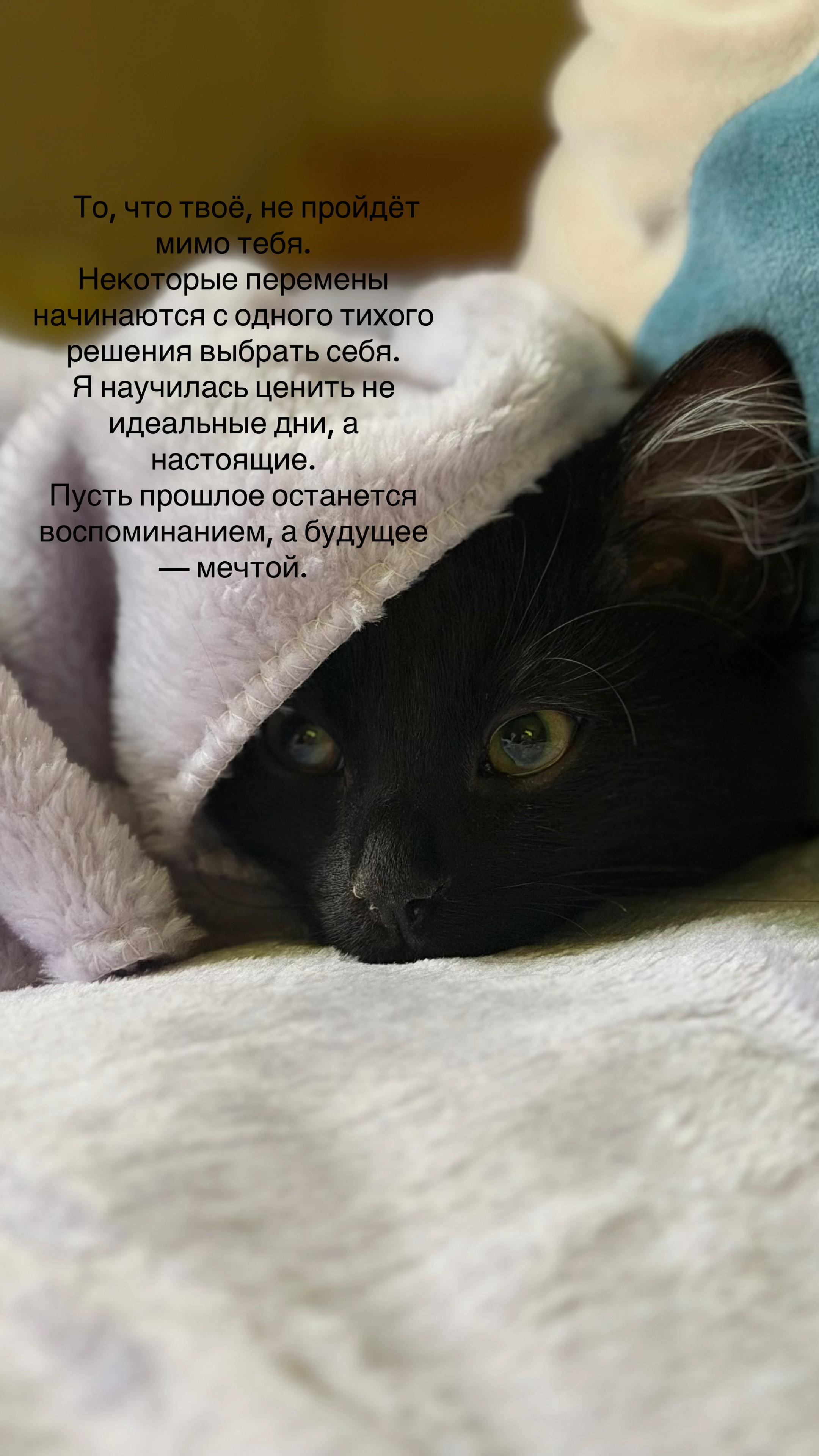 @🧁 кексик🧁