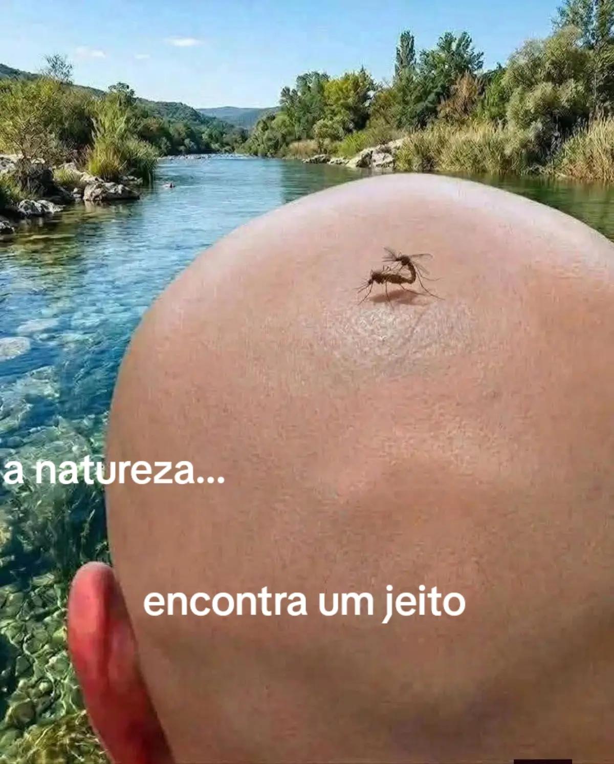 @capirotinho lindo