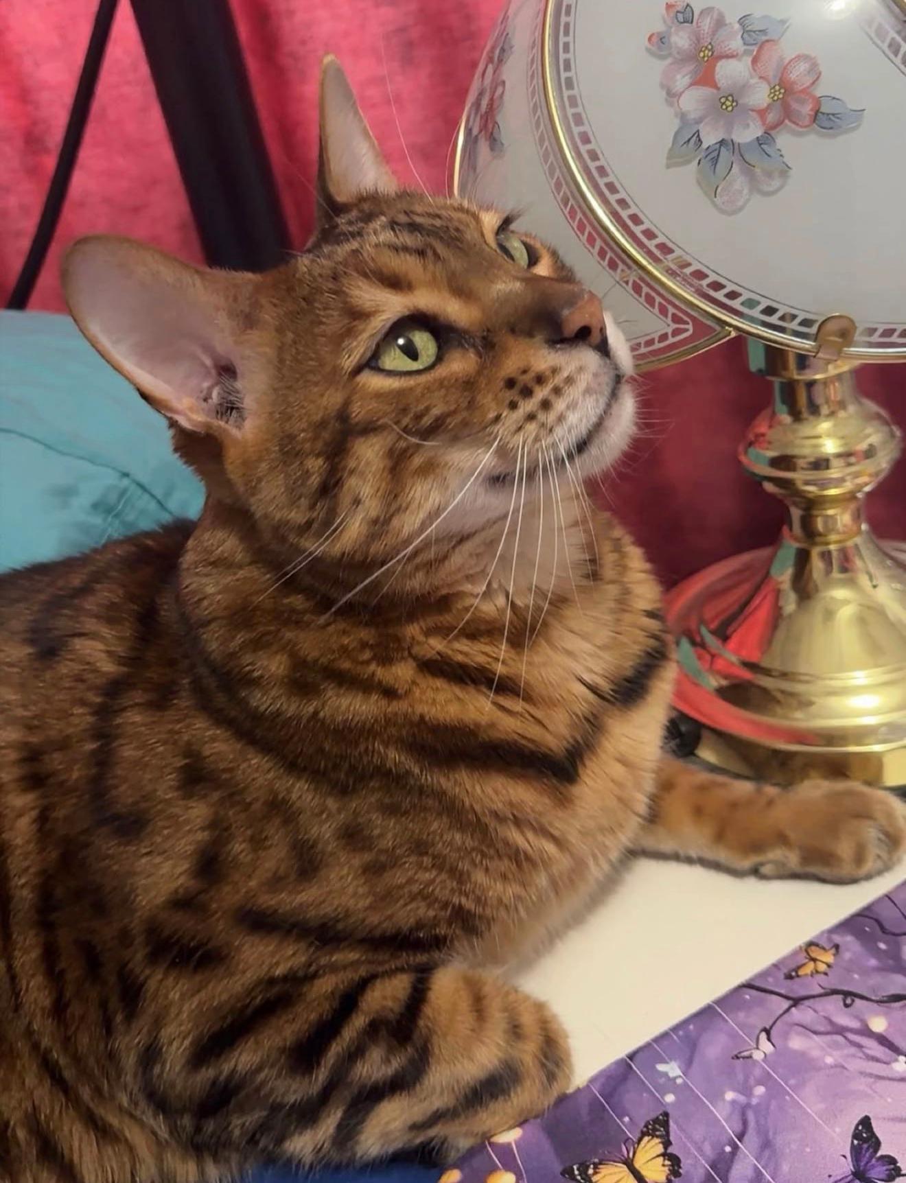@TiggerthebrownBengal🇦🇺