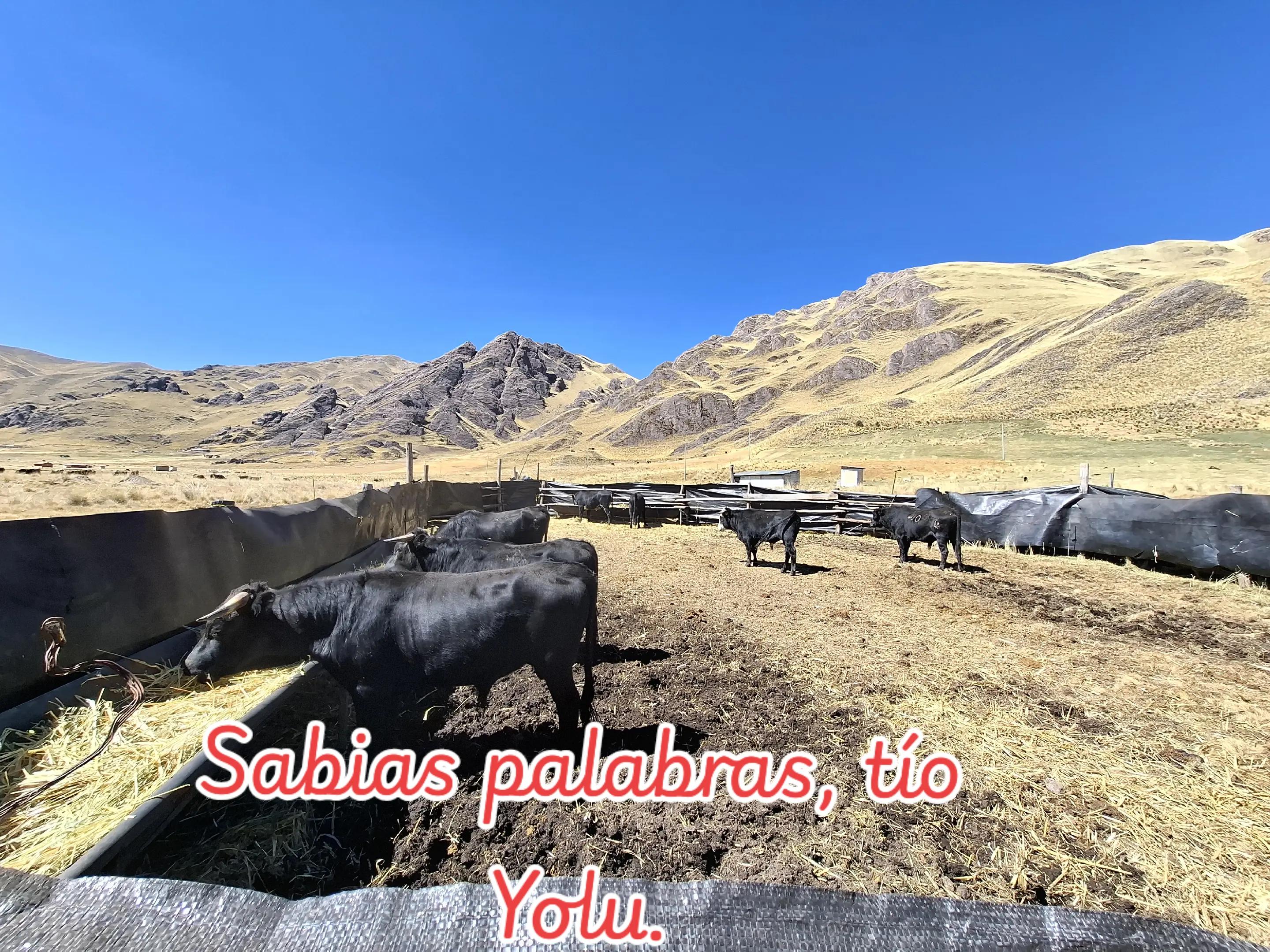 @PEÑATORRES🤠