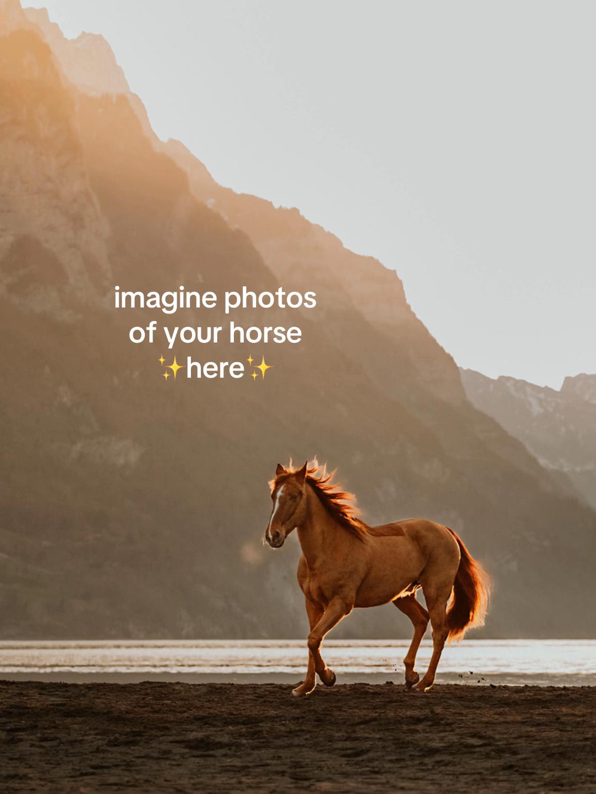 @Lorea ☾ Equine Imagery