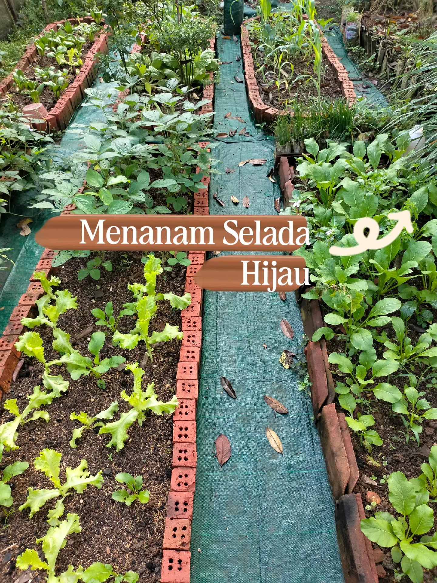 @mahmudah.garden