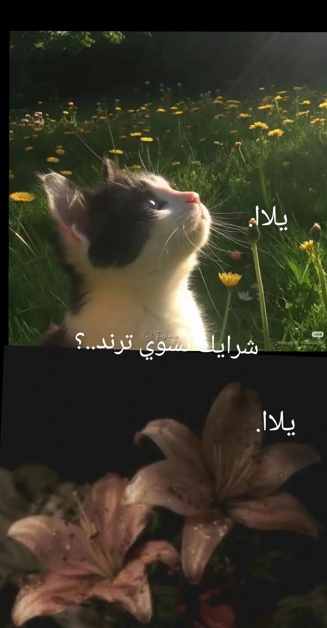 @عــُ🌷
