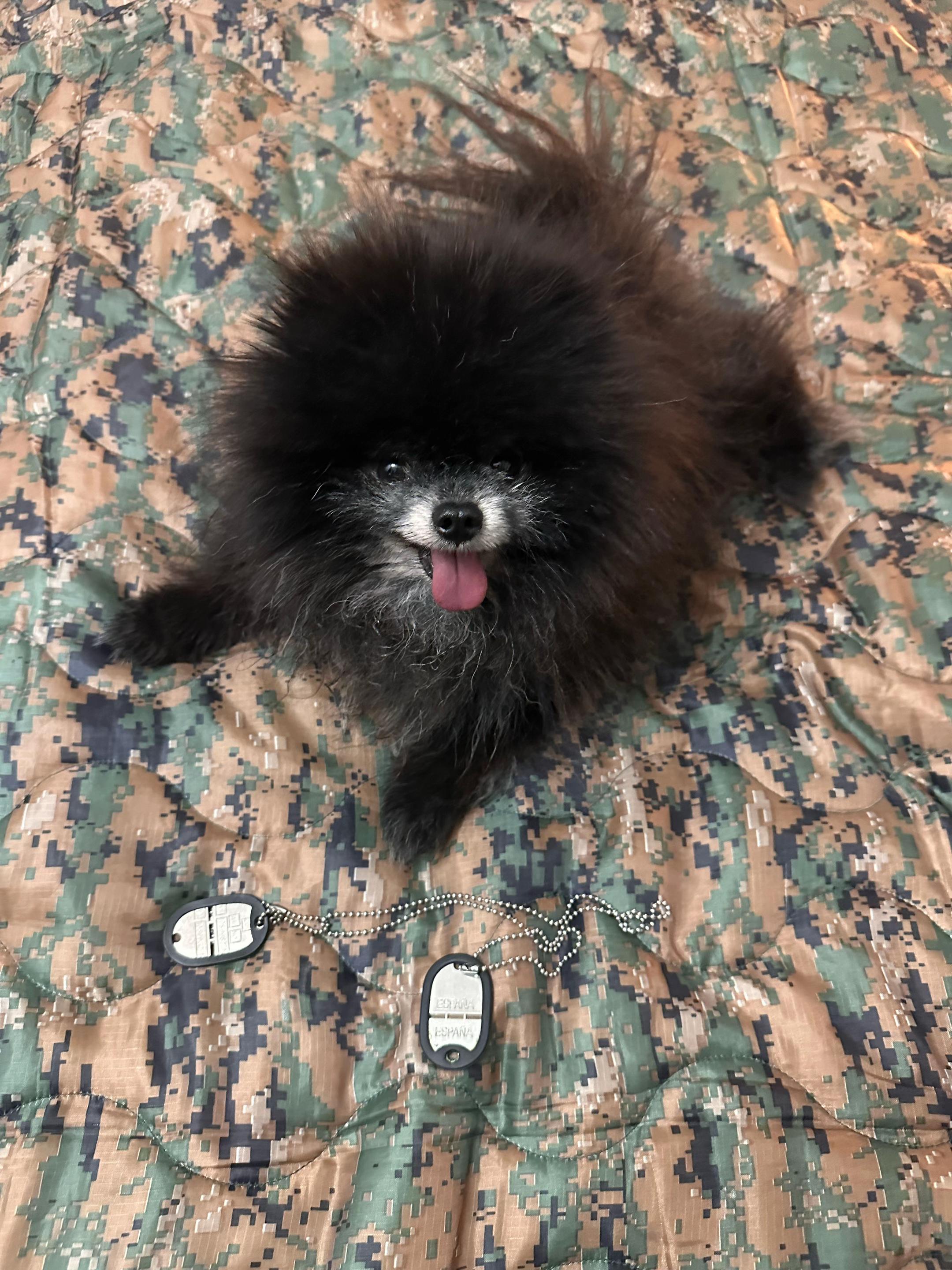 @pomeranian_iru_Spain
