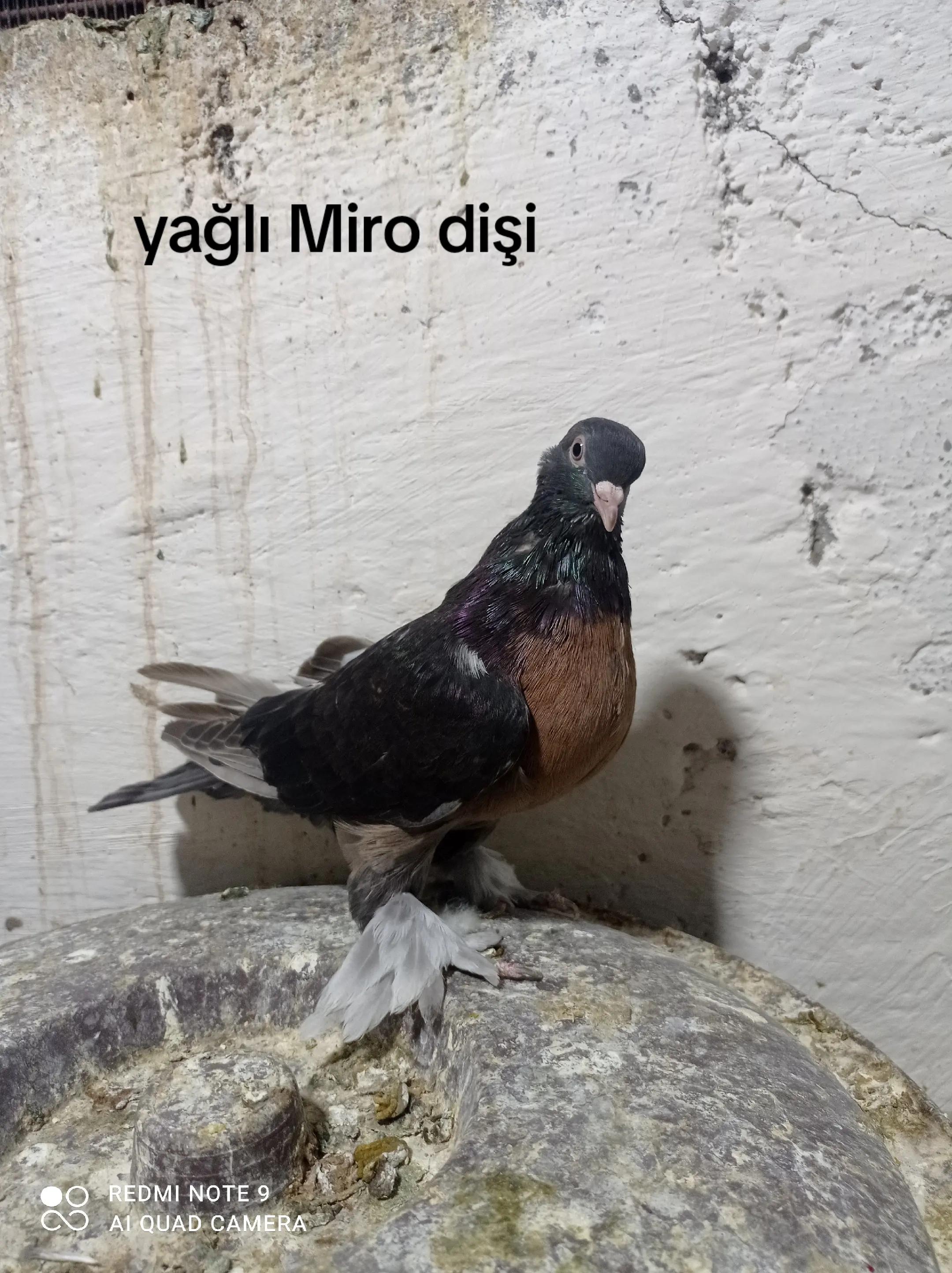 @deniz kayıkcı 73