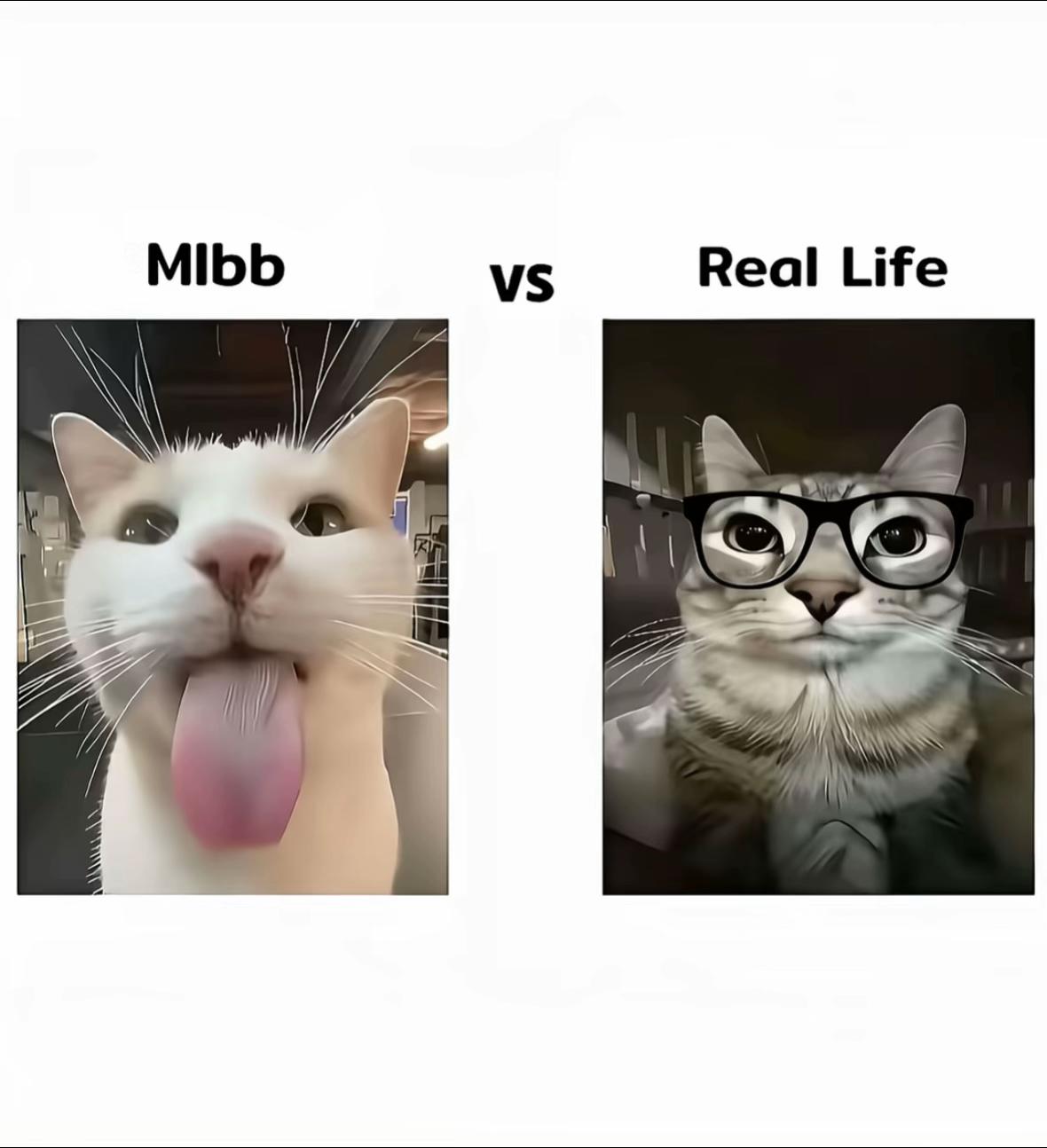 @🐰