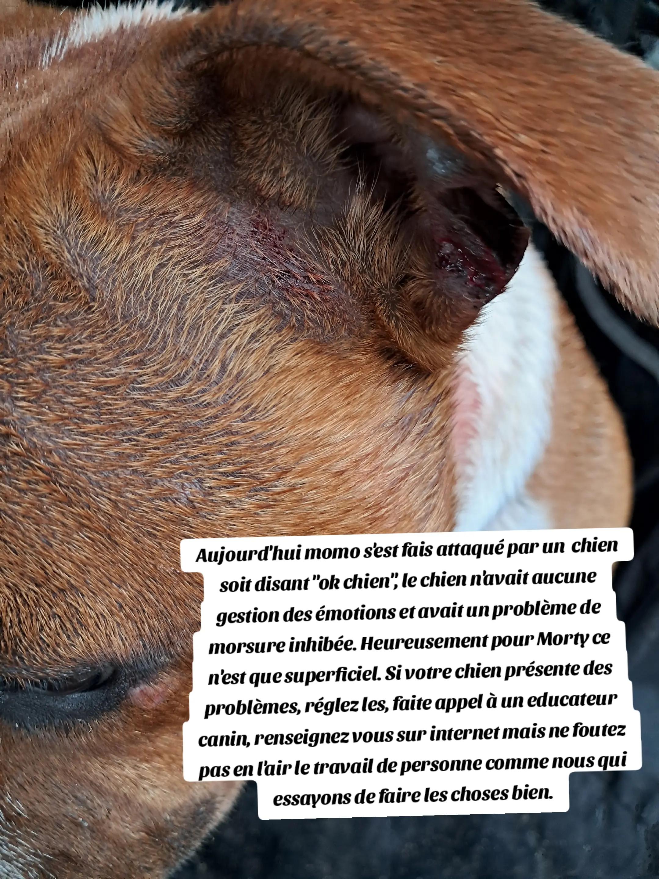 @morty le staffie