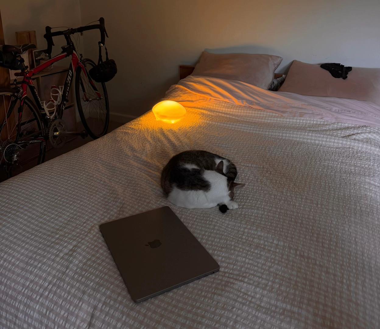 @sooky_cat