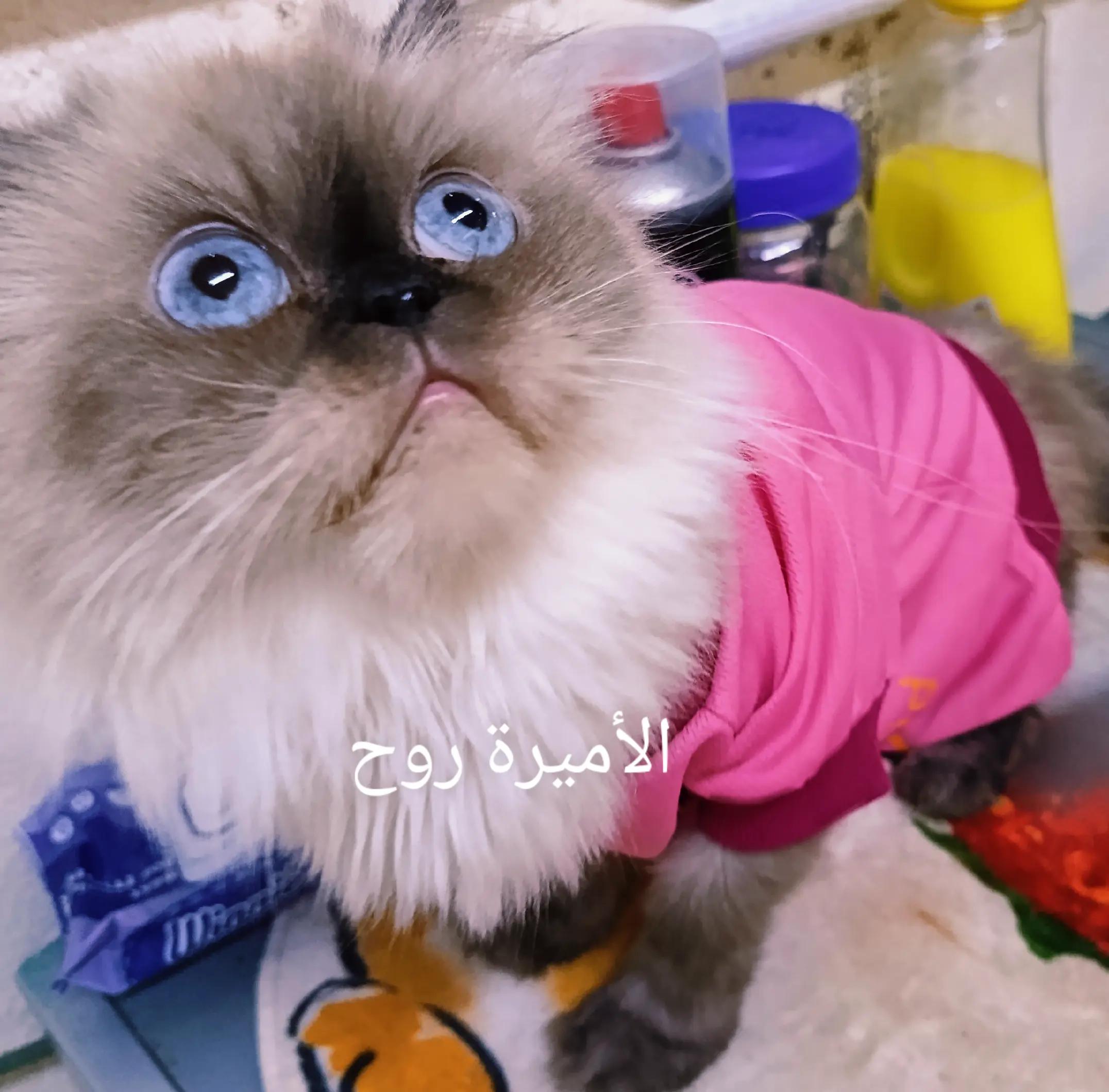 @رنا الروح