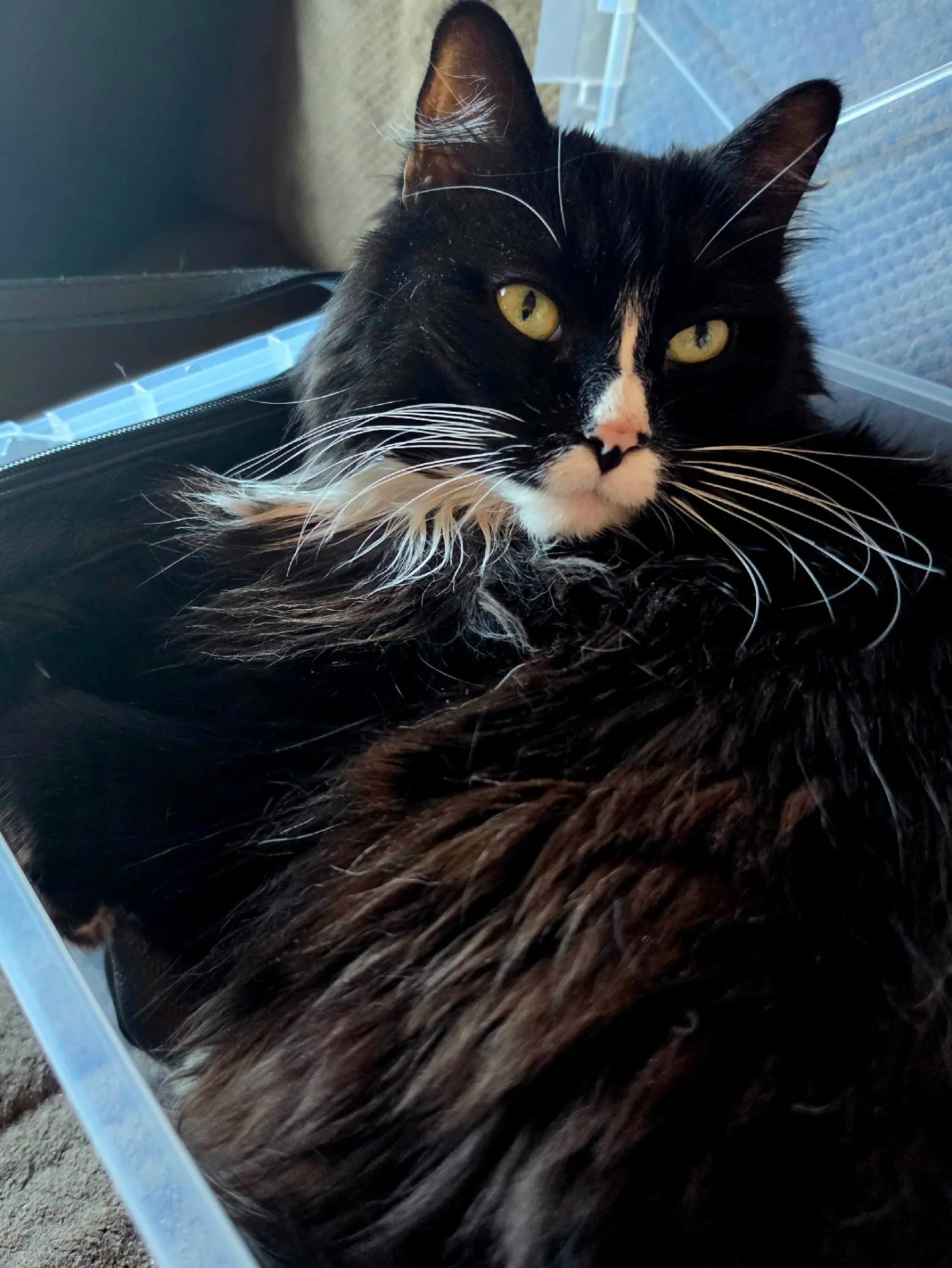 @AtticaTheTuxedoCat