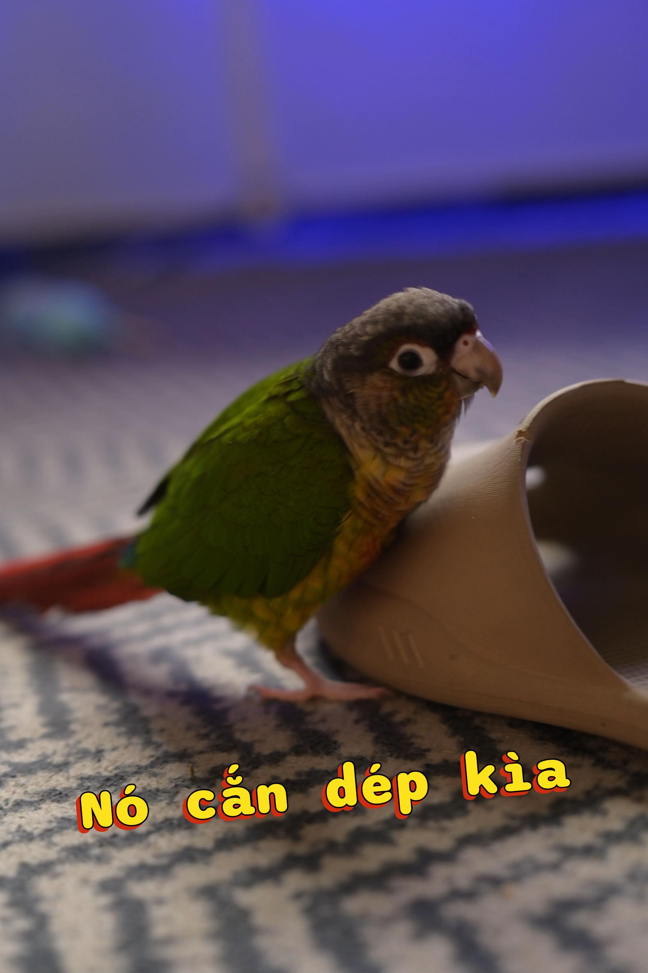 @Cawick Phan