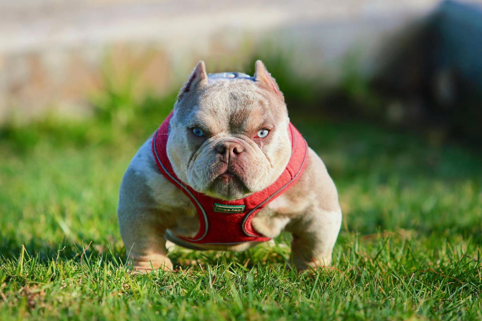 @Mascotas ,cachorritos bonitos