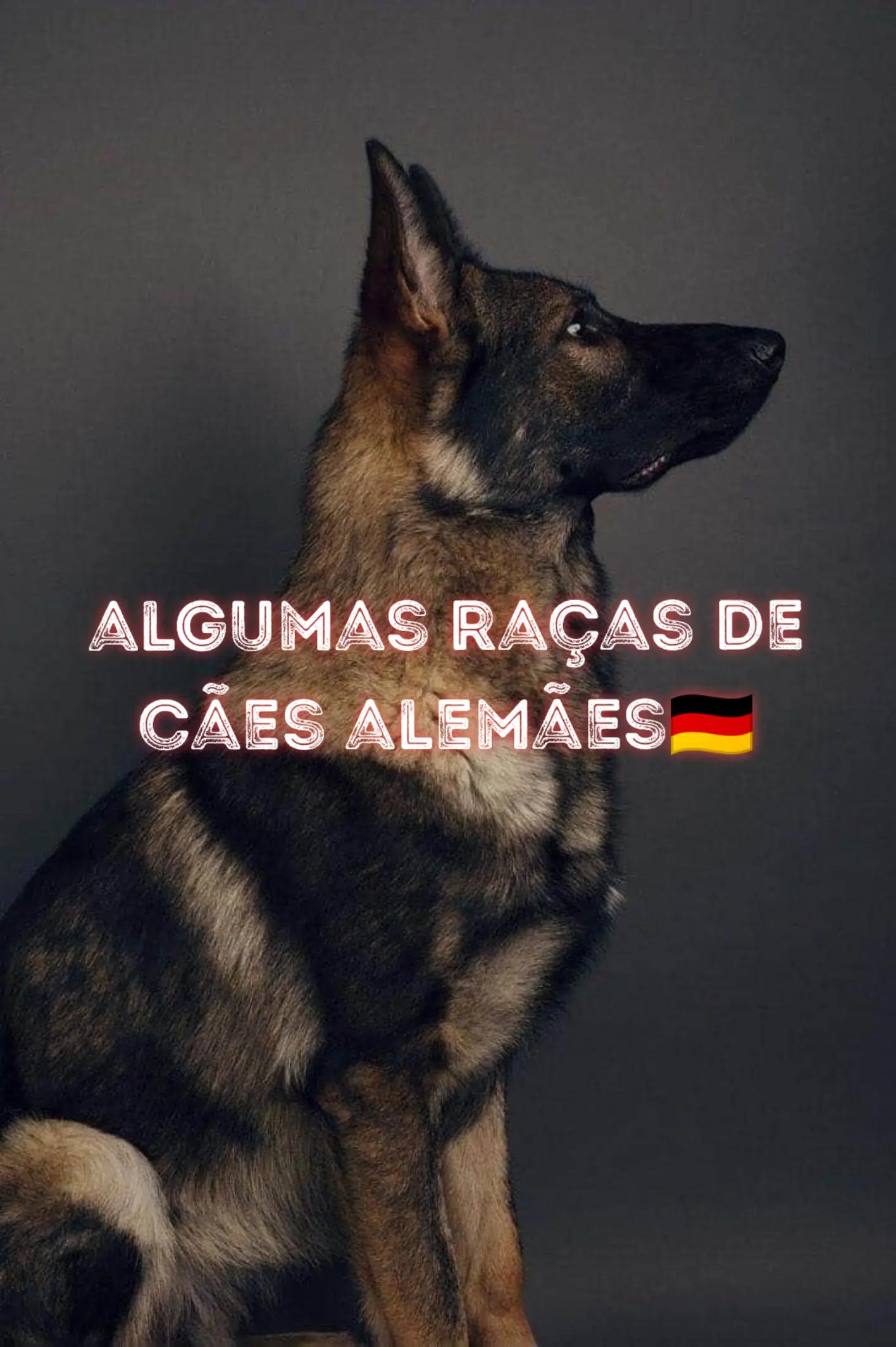 @🇧🇷 catchôrros_ᴄᴜɪᴜᴅᴏ 🇧🇷