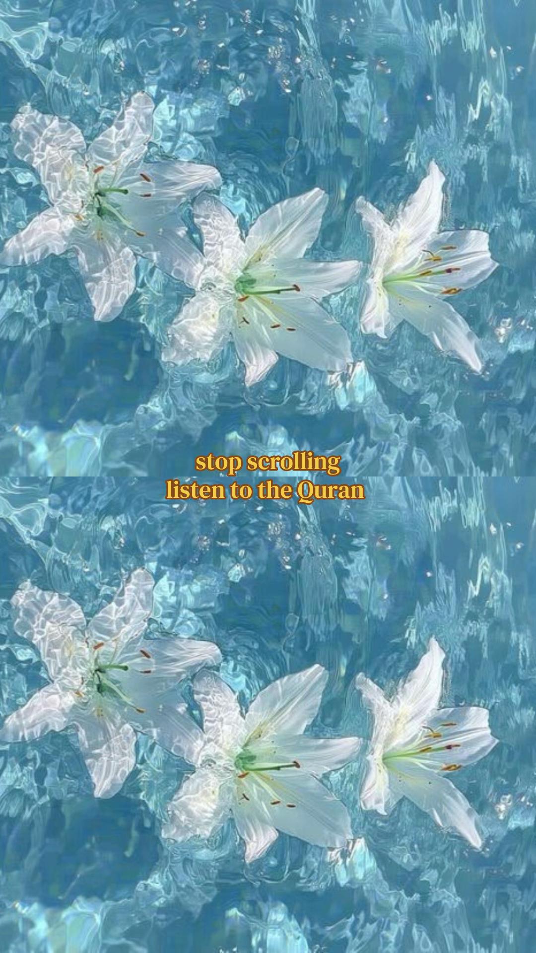 @🌺