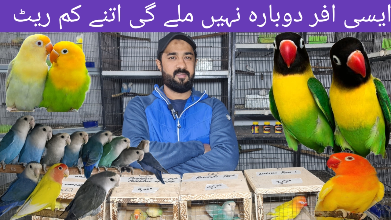 @ROYAL BIRD US