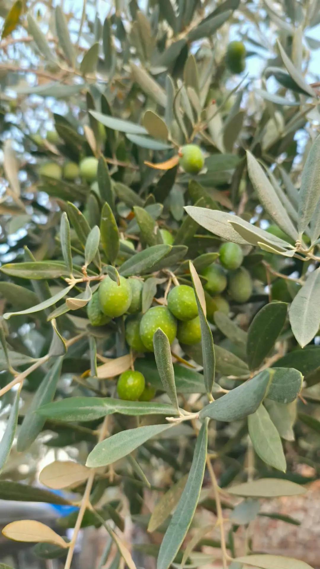 @عبدالرحمن عمر