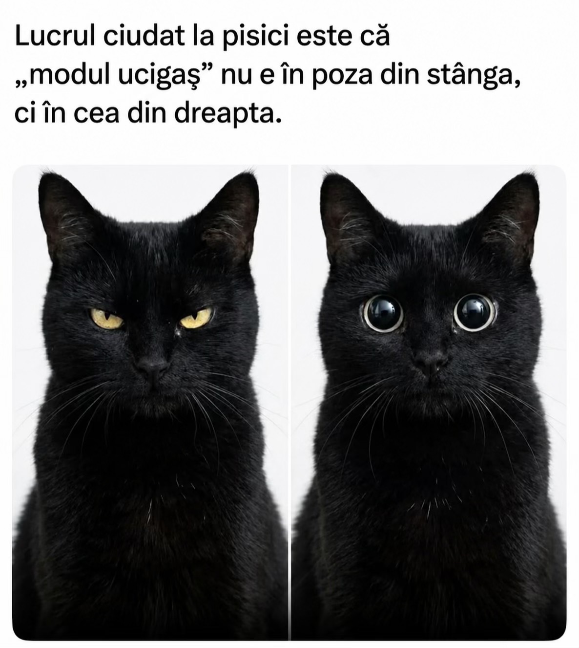@Ecco-Vet by Dr. Diana Oprea