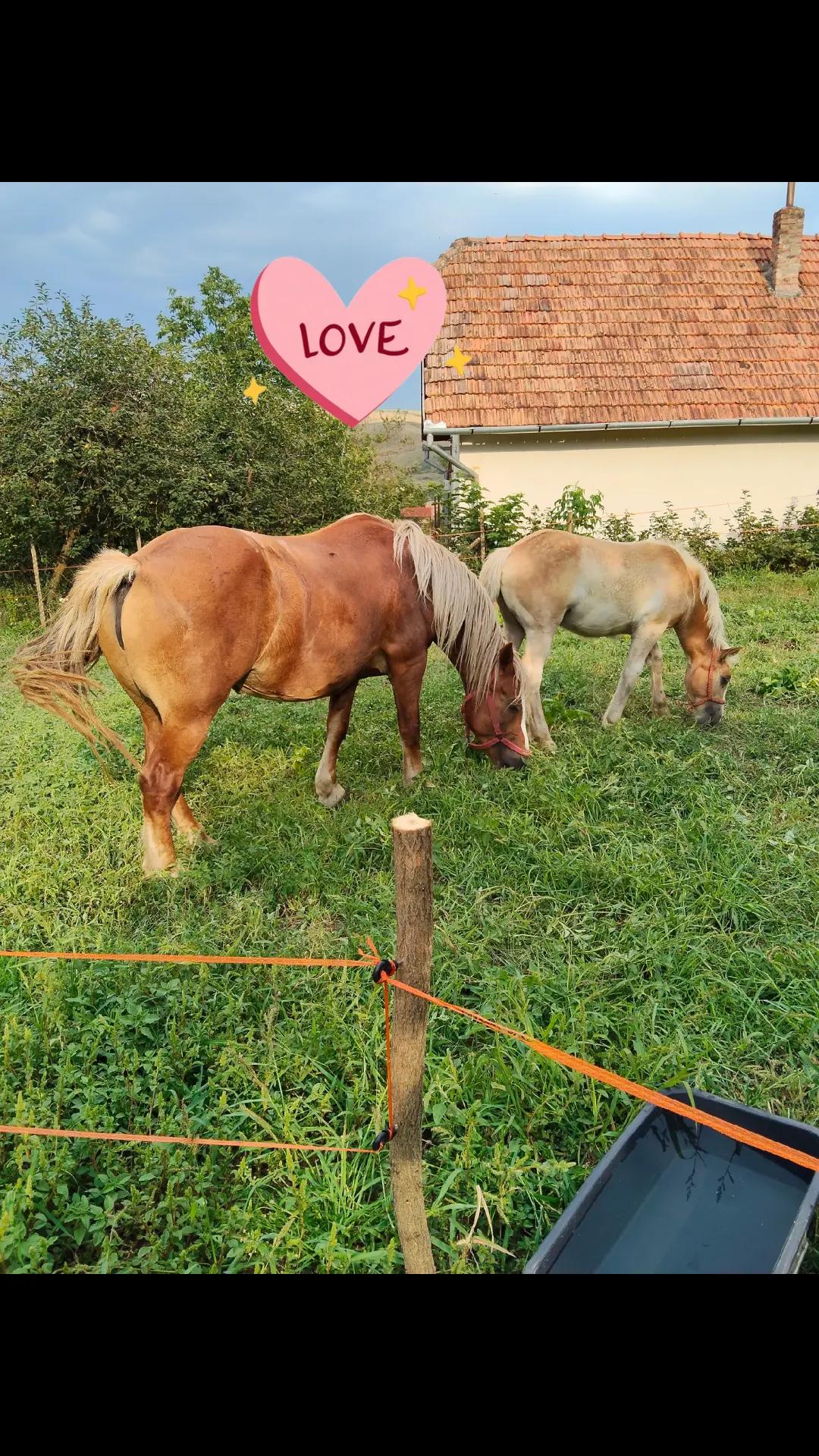 @Bocoș Florina