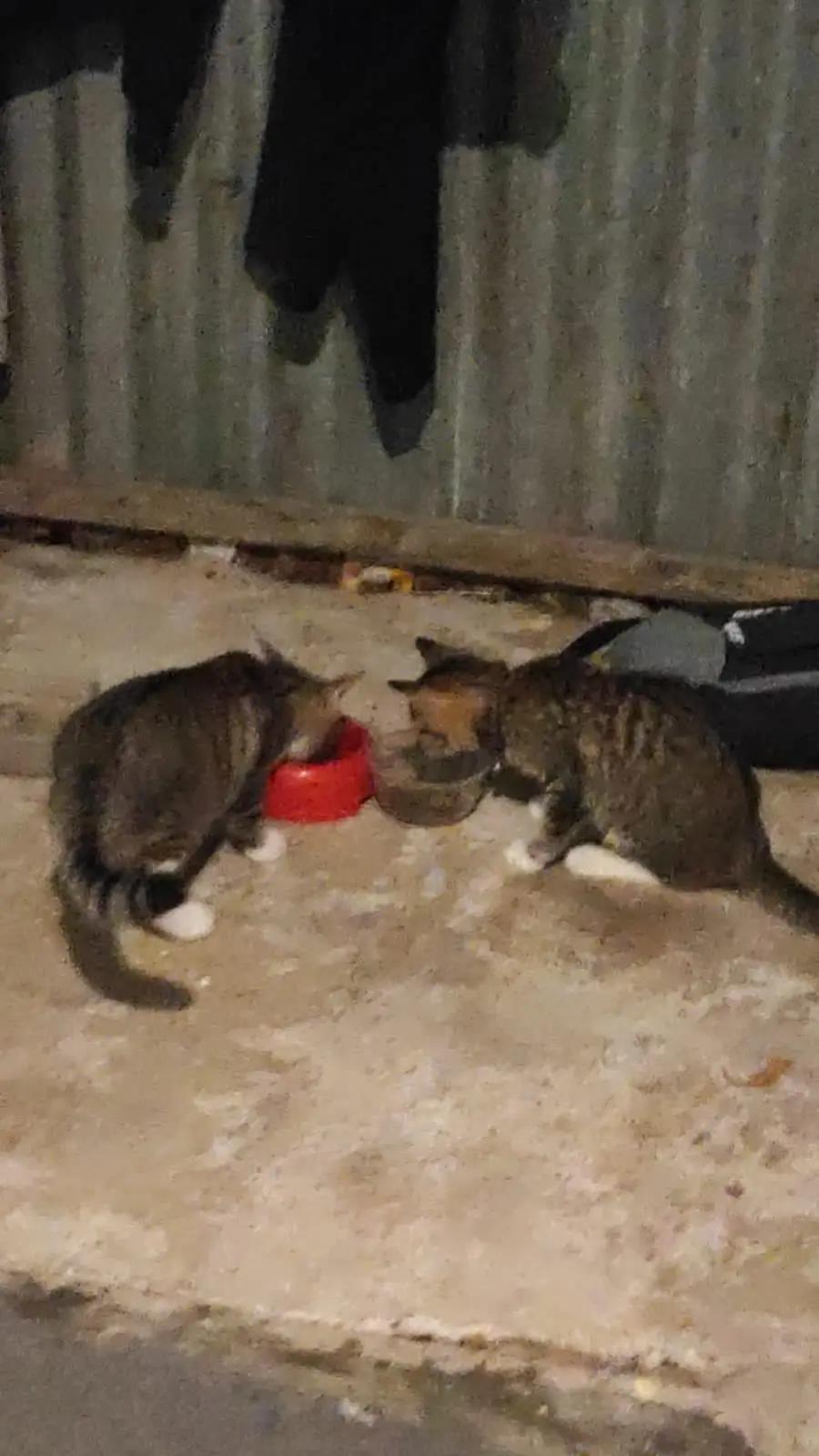 @Medayo Petcare