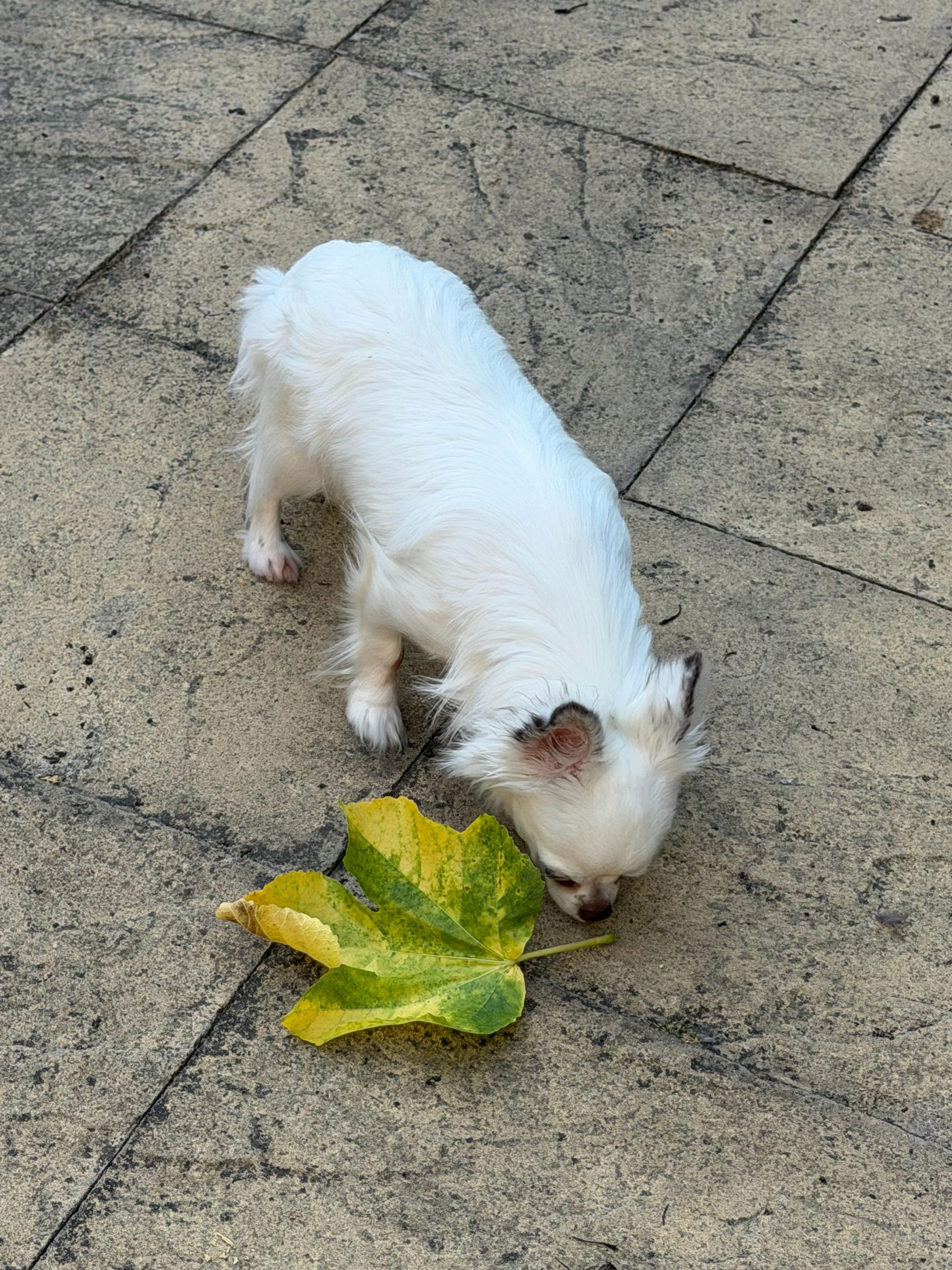 @stalion