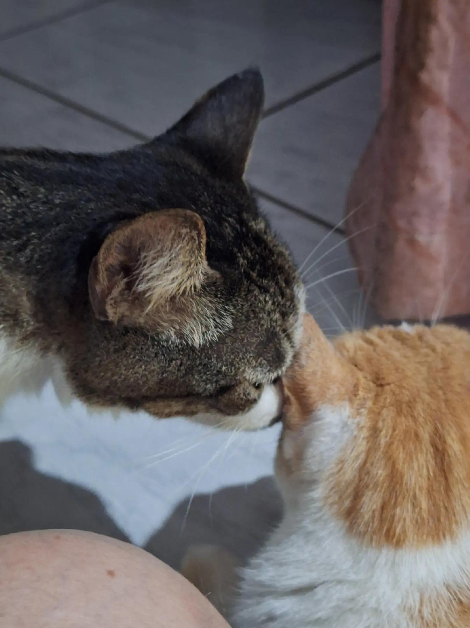 @casa dos gatos