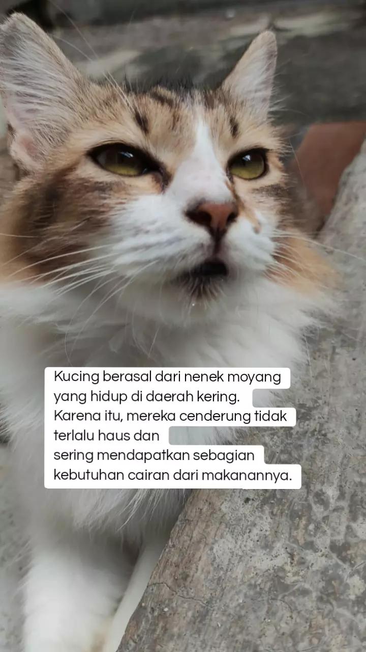 @cimba😺