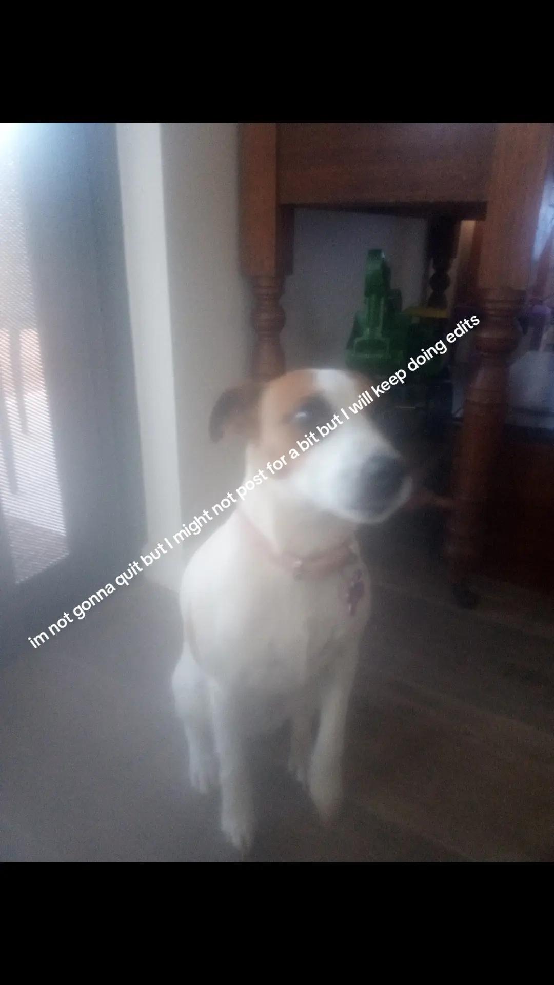 @dogsmash11