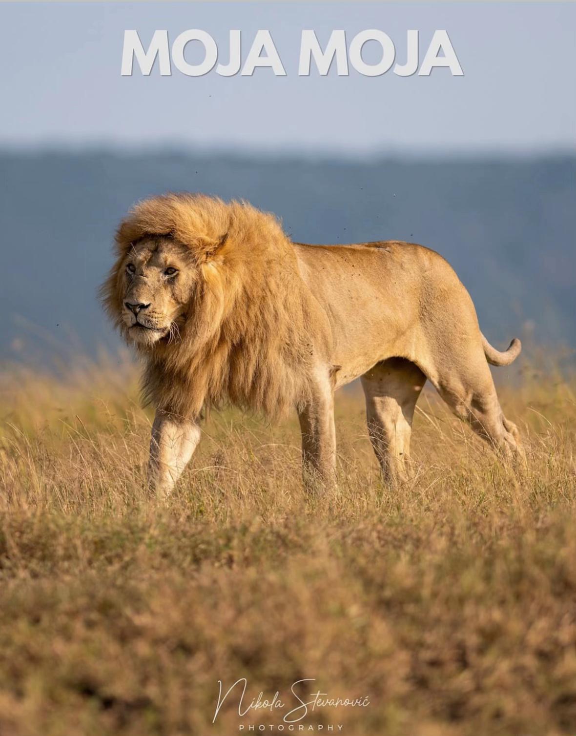 @Nai (aka Lion Expert)