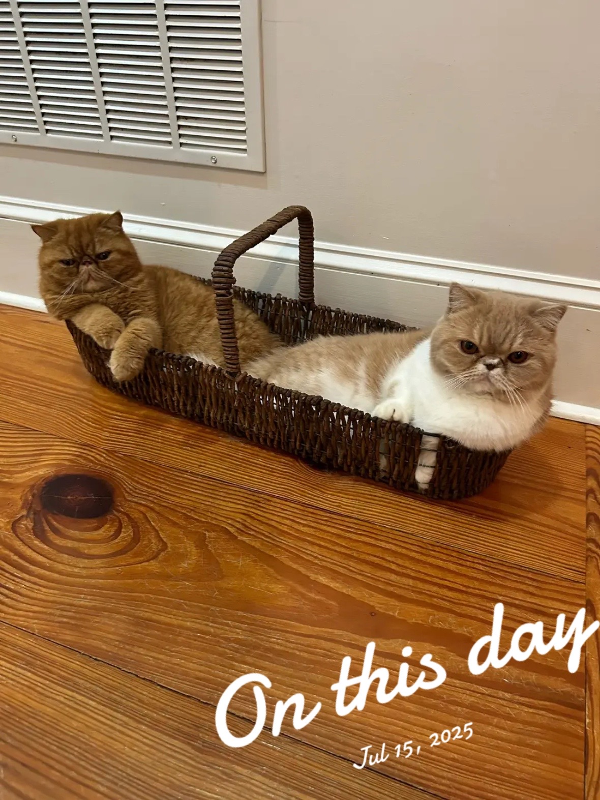 @KittyAmourCattery