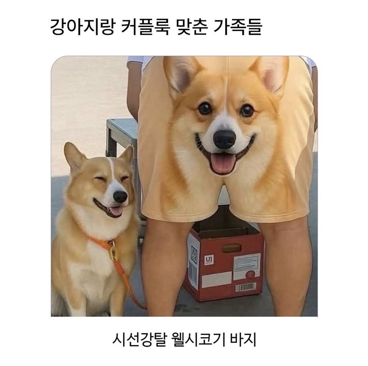 @로이젤