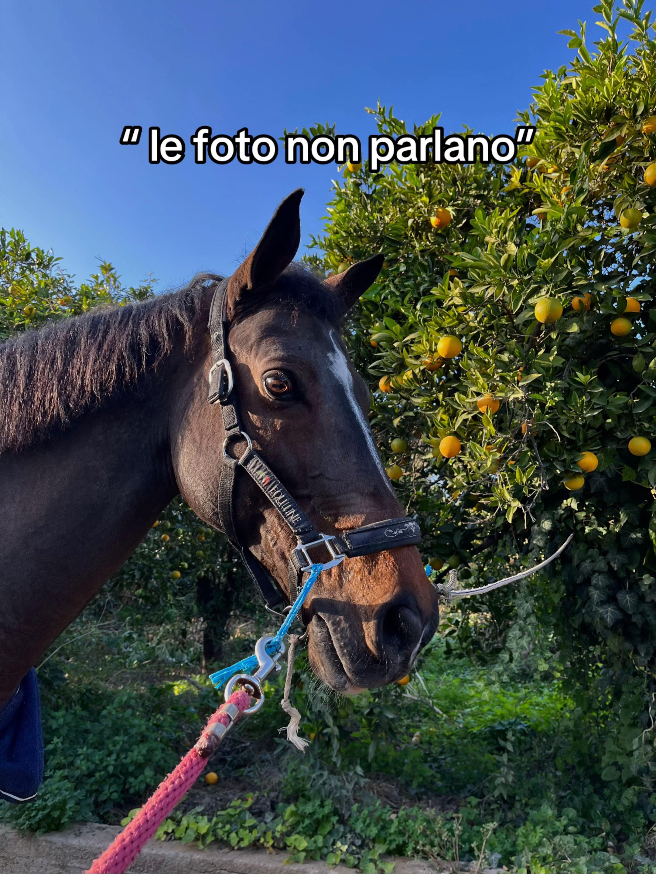 @Eleonora scrima