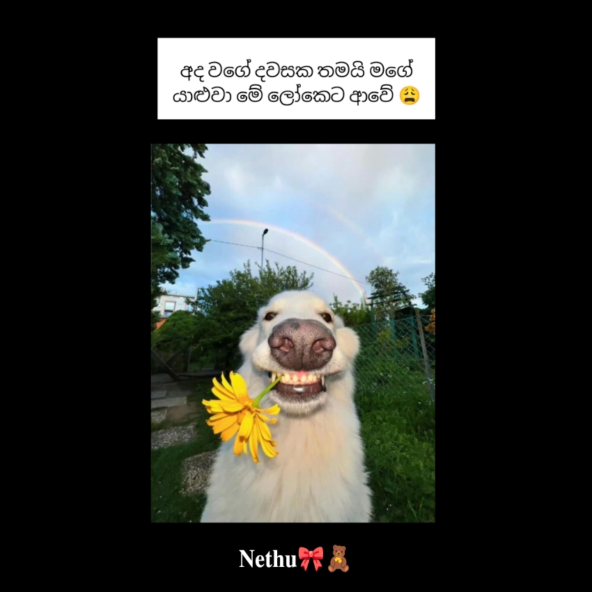 @𝖓𝖊𝖙𝖍𝖚🦕