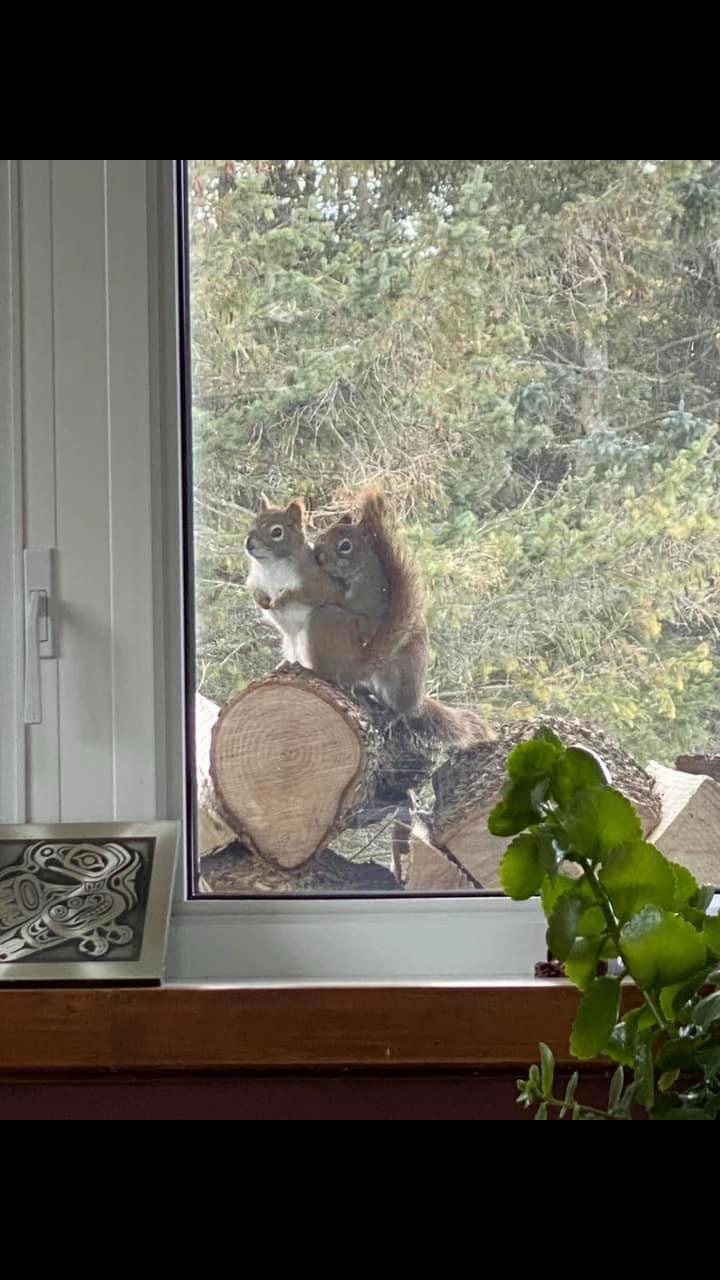 @🇨🇦 Alison Logee 🥰🐿
