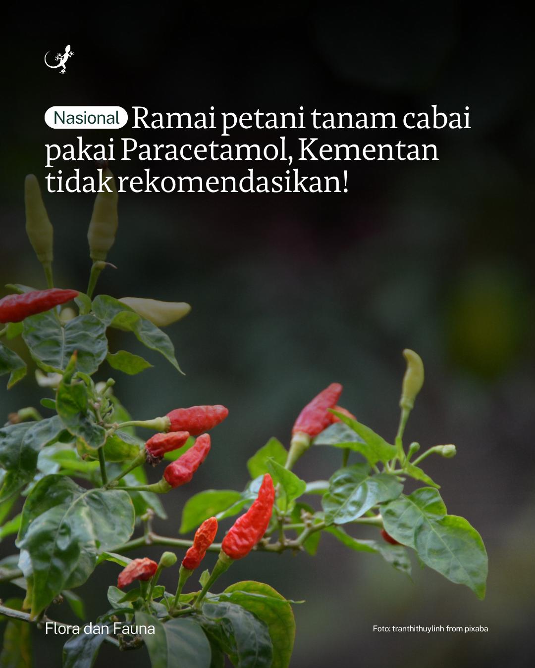 @mongabayindonesia