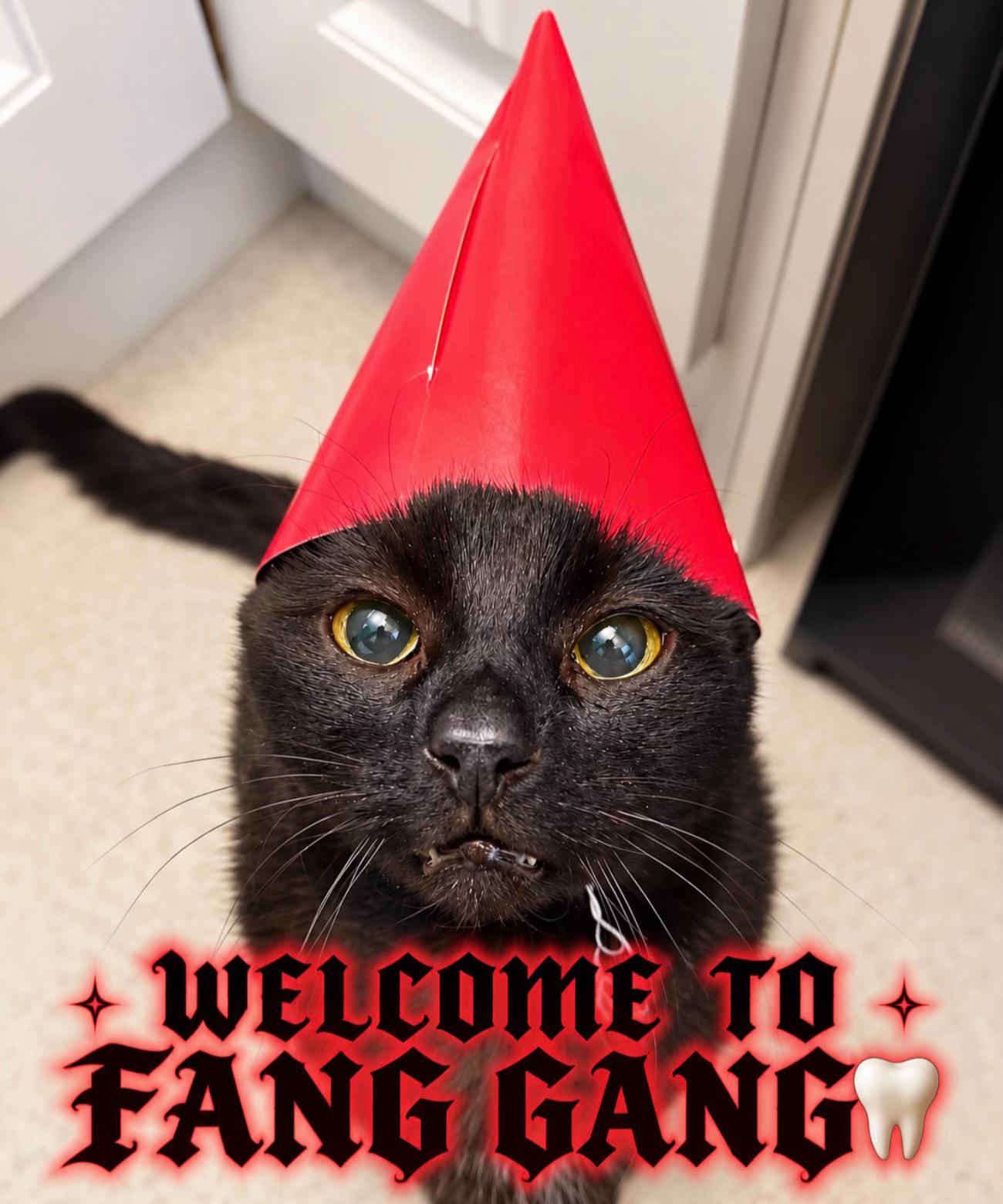 @Teefie_tribe 🐈&zwj;⬛🐈&zwj;⬛🐈🦷🦷