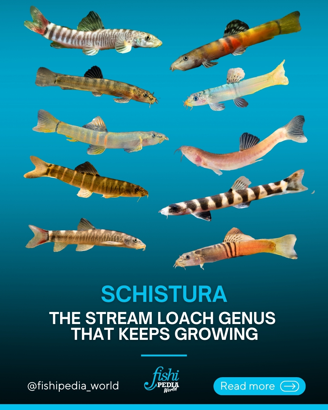@Fishipedia world