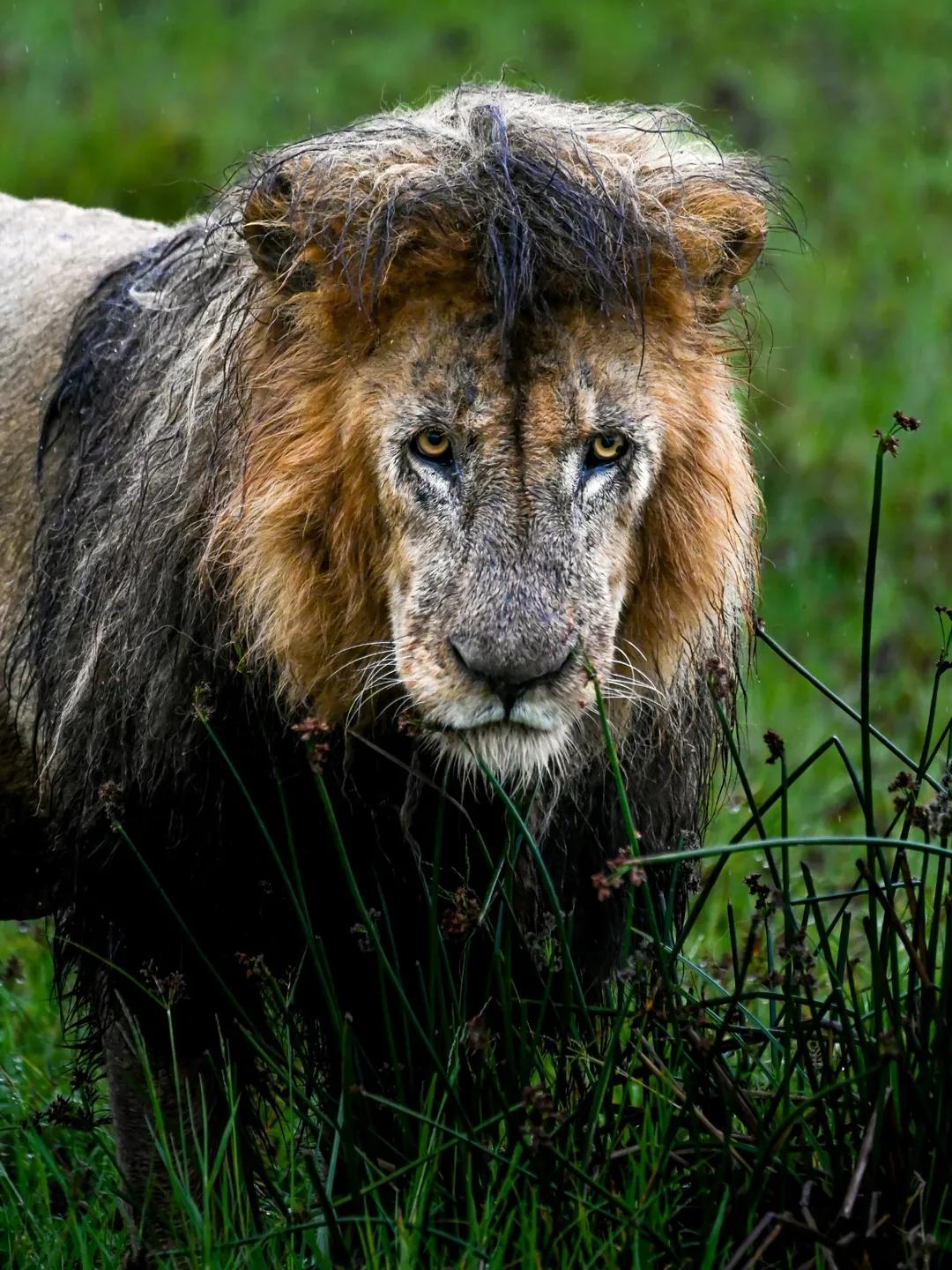 @Lion Sightings