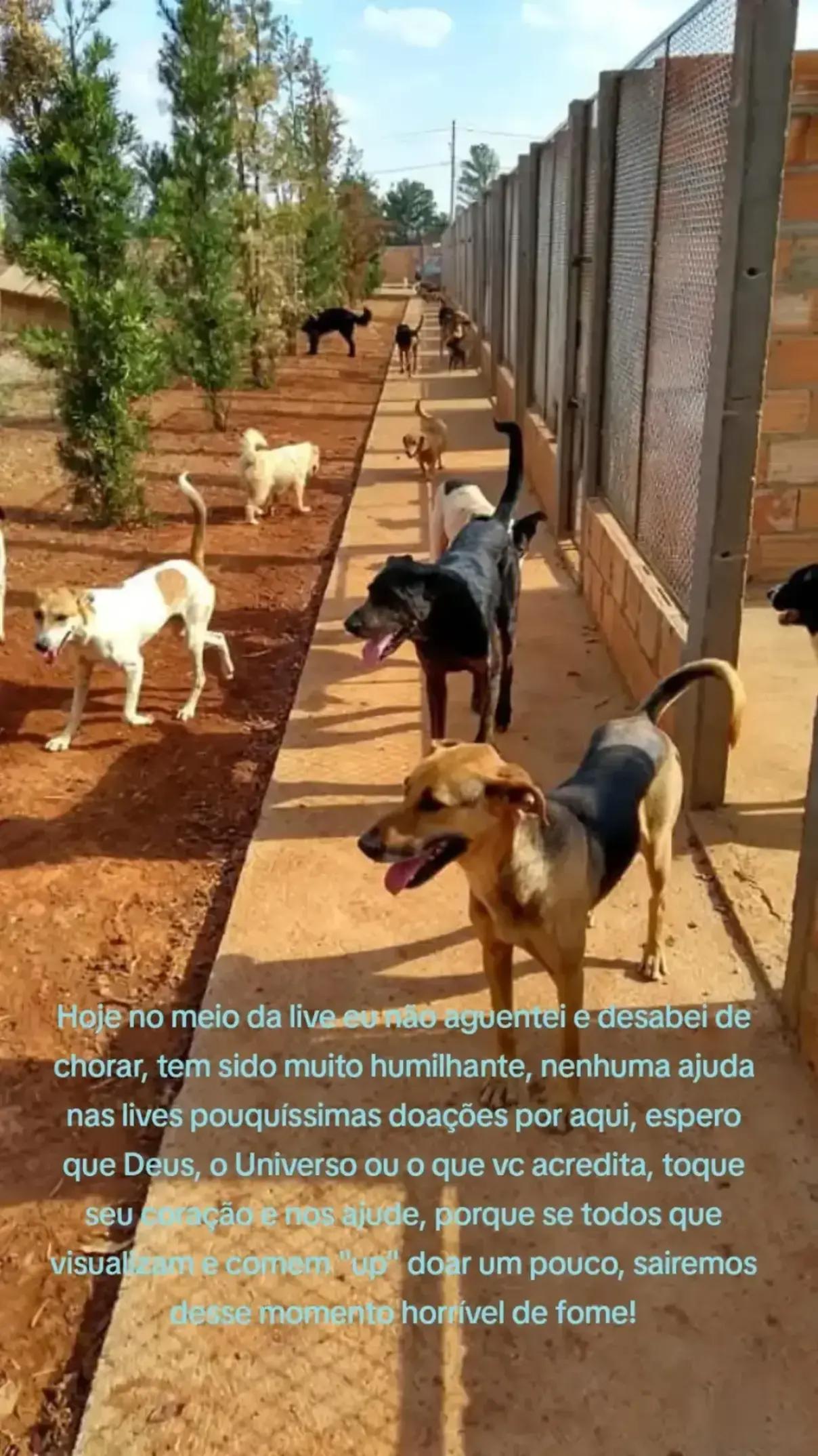 @Proteção Patas