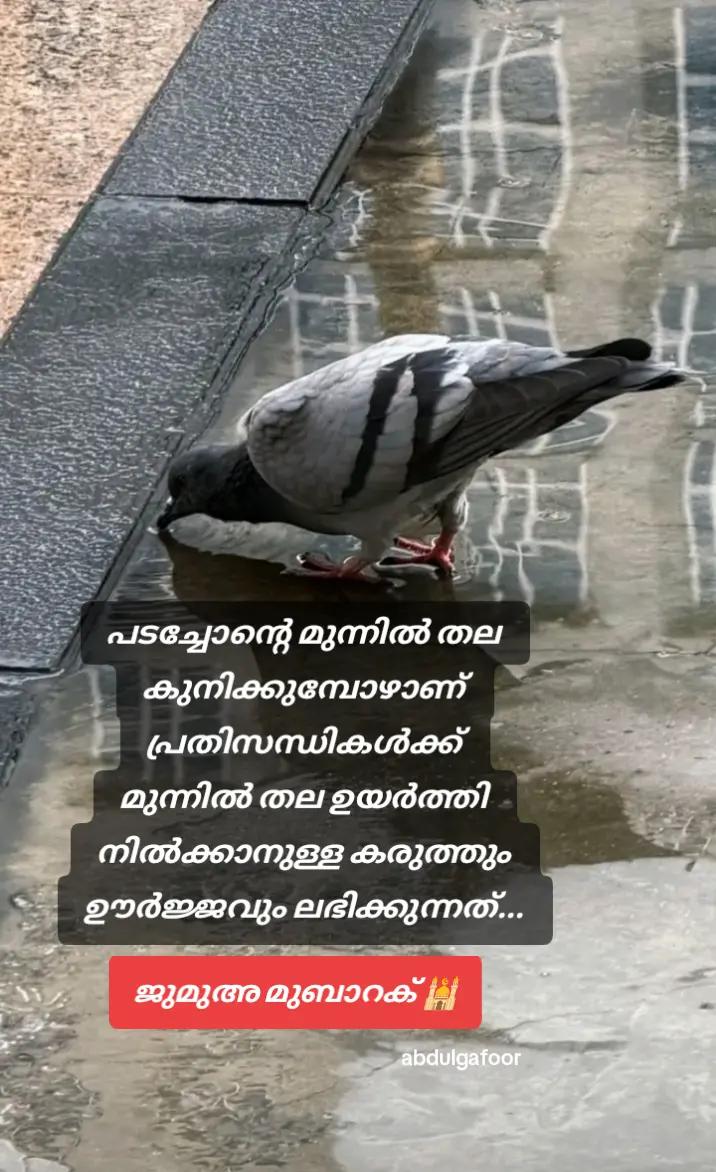 @ഗഫൂർ.ചെട്ടികുളങ്ങര