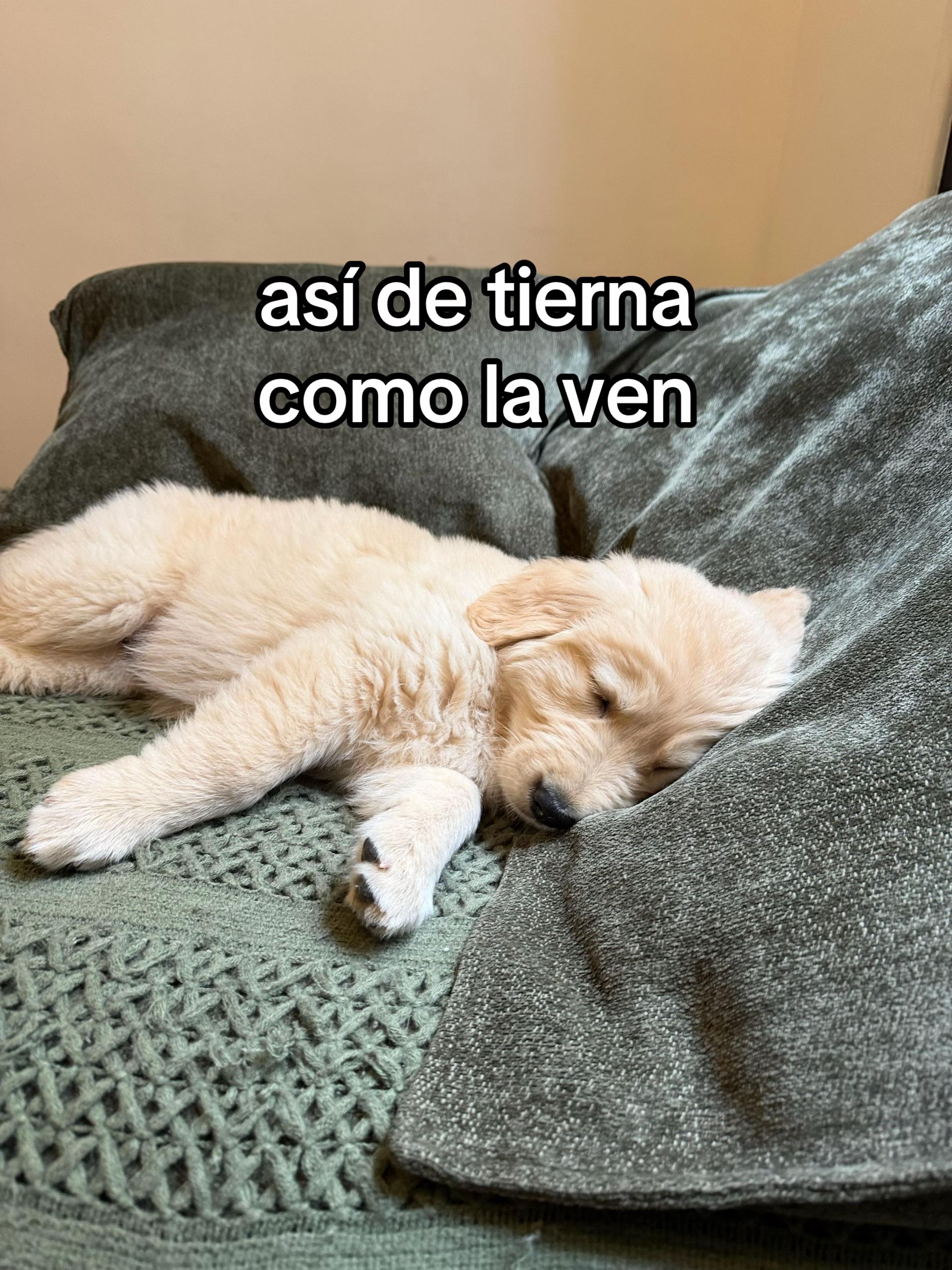 @Panchalagolden