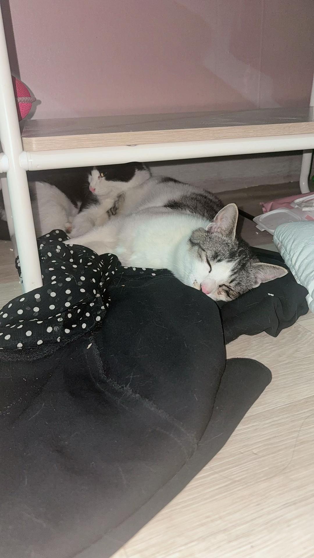 @샤머호
