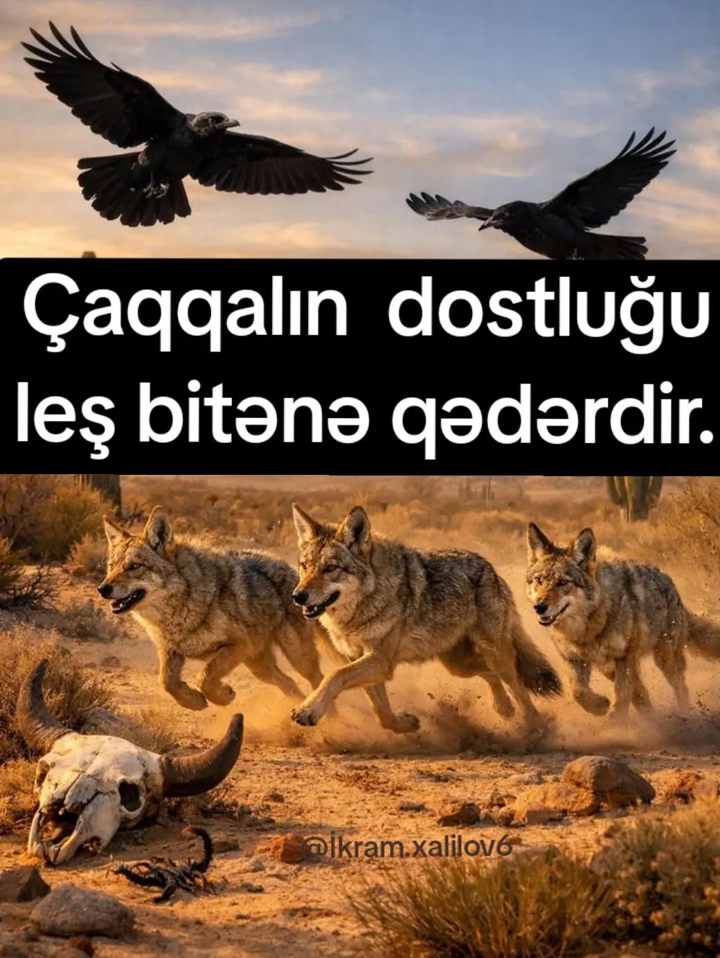 @Ikram Xalilov